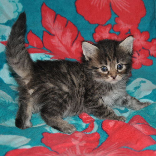 siberian kitten for sale halifax