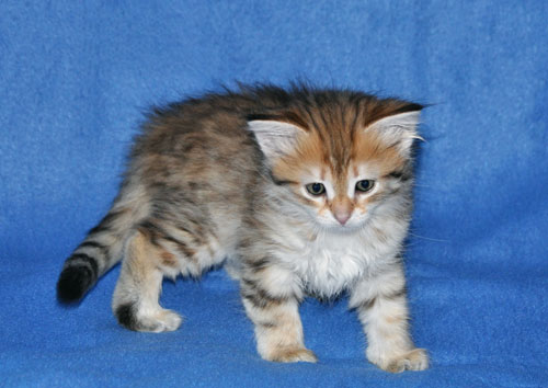 siberian kitten for sale gta