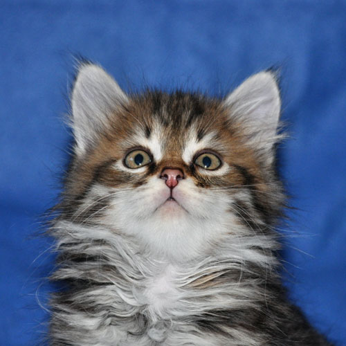 siberian kitten for sale ottawa