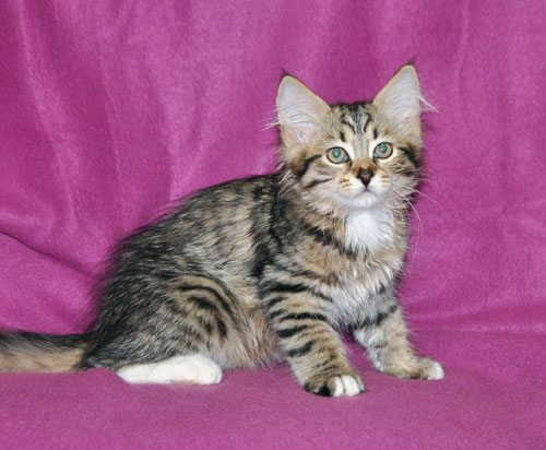 siberian kitten for sale GTA