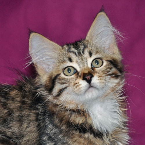 siberian kitten for sale lavalier