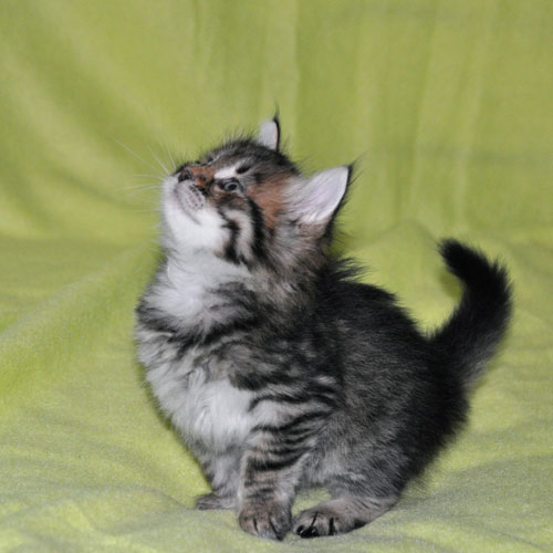 siberian kitten for sale montreal