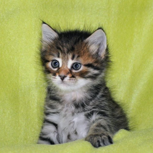 siberian kitten for sale quebec
