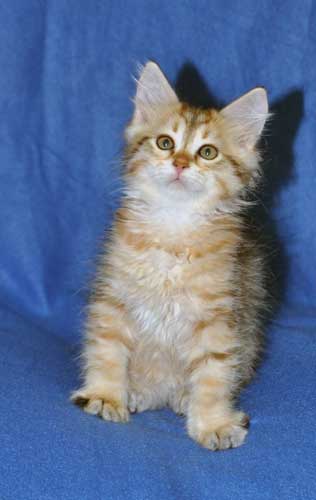 siberian kittens for sale from a trusted breeder alberta