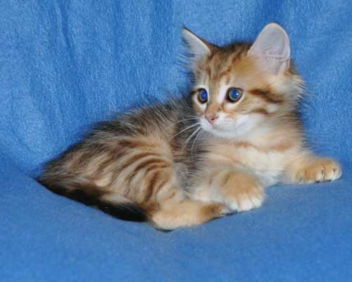 siberian kittens for sale from a trusted breeder british columbia