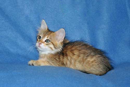 siberian kittens for sale from a trusted breeder calgary