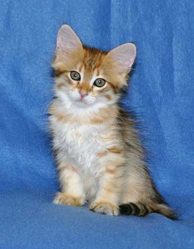 siberian kittens for sale from a trusted breeder edmonton
