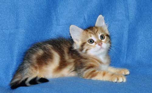siberian kittens for sale from a trusted breeder halifax