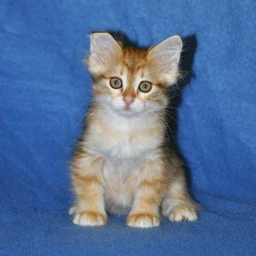 siberian kittens for sale from a trusted breeder michigan