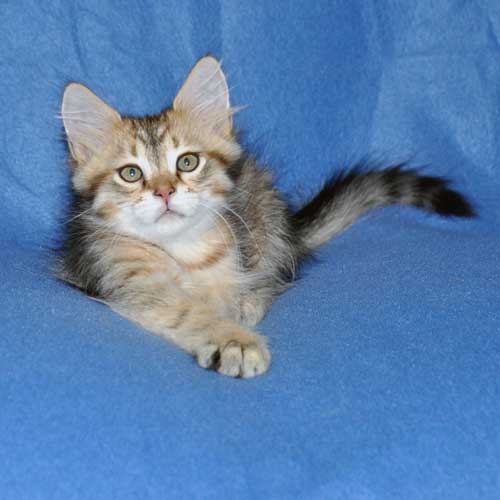 siberian kittens for sale from a trusted breeder montreal