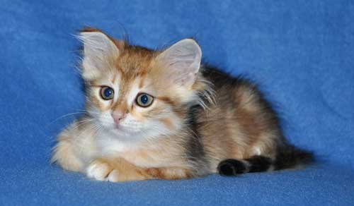 siberian kittens for sale from a trusted breeder new york