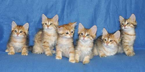 siberian kittens for sale from a trusted breeder ontario