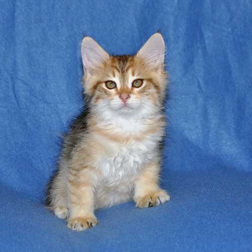 siberian kittens for sale from a trusted breeder ottawa