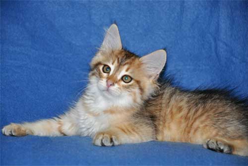 siberian kittens for sale from a trusted breeder toronto