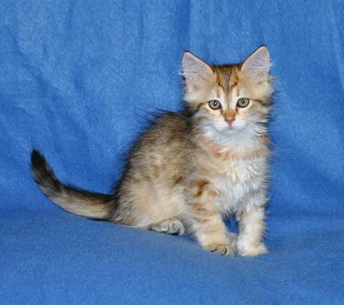 siberian kittens for sale from a trusted breeder vancouver