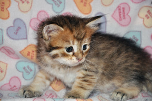 siberian kitten for sale british columbia
