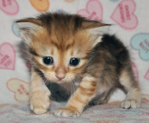 siberian kitten for sale maine