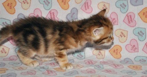 siberian kitten for sale michigan