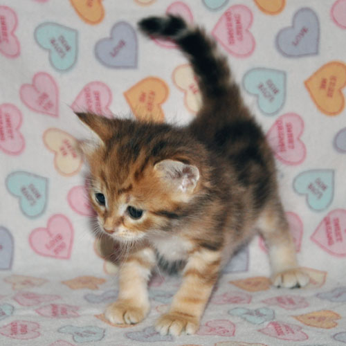 siberian kitten for sale new york