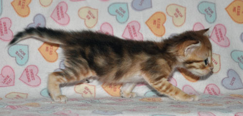 siberian kitten for sale vermont