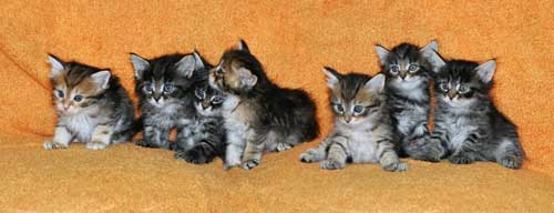 hypoallergenic cats for sale