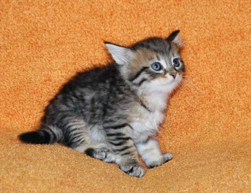 hypoallergenic cats for sale maritimes