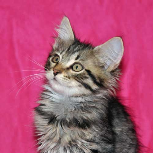 siberian kitten for sale british columbia