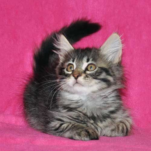 siberian kitten for sale manitoba