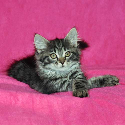 siberian kitten for sale maritimes