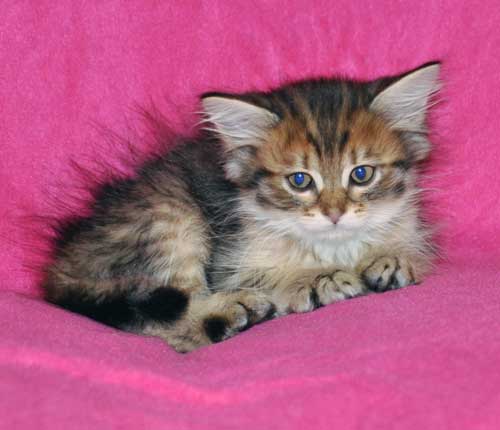 siberian kitten for sale quebec