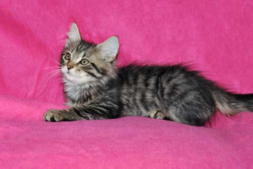 siberian kitten for sale vancouver