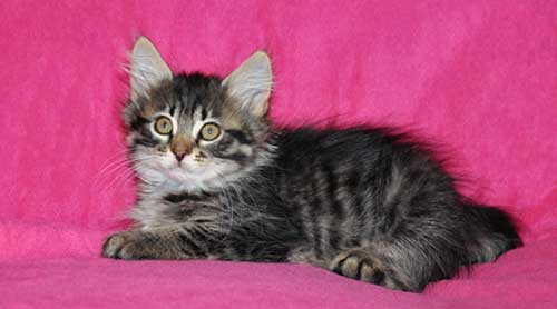 siberian kitten for sale winnipeg