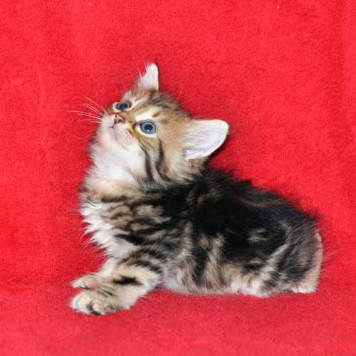 hypoallergenic cats for sale vancouver