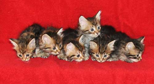 hypoallergenic cats for sale whitehorse