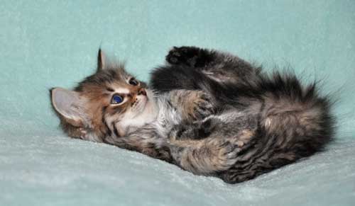 siberian cat for sale edmonton