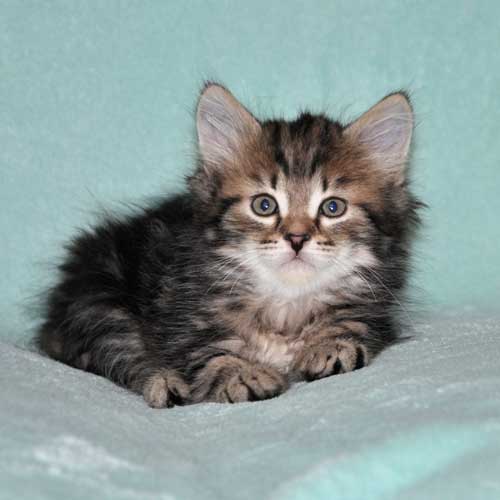 siberian cat for sale montreal