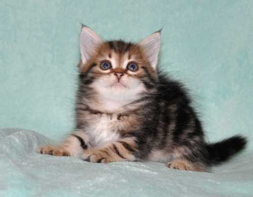 siberian cat for sale ontario