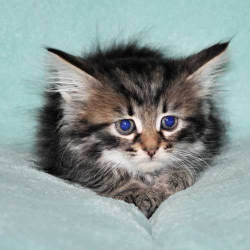 siberian kitten for sale from breeder montreal