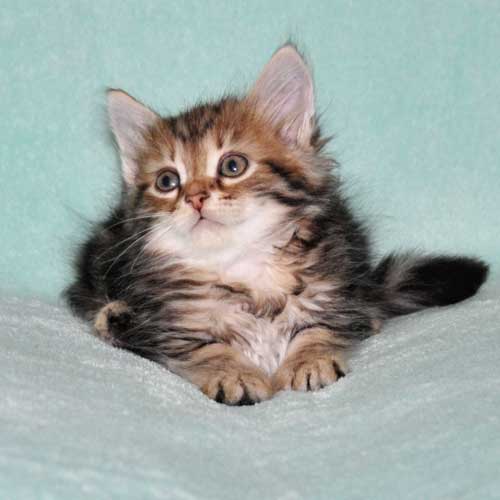 siberian kitten for sale from breeder ontario