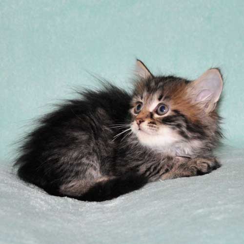 siberian kitten for sale from breeder quebec