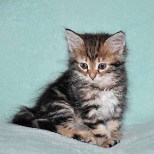 siberian kitten for sale from breeder toronto