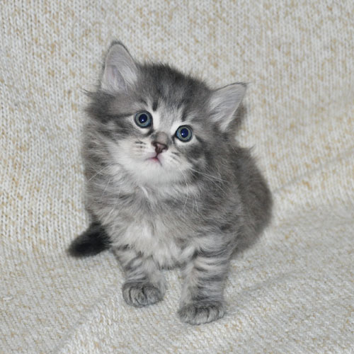 siberian kittens for sale ontario