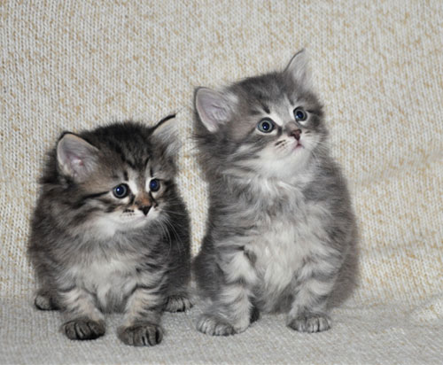 siberian kittens for sale quebec