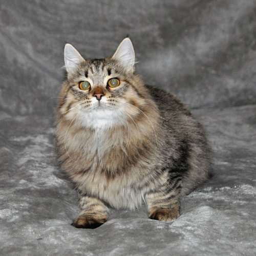 Siberian cats for sale