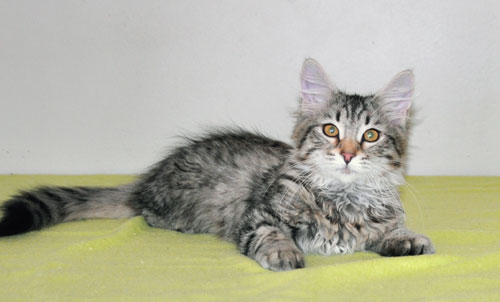 Siberian kitten for sale Canada