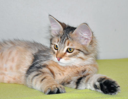 Siberian kitten for sale GTA