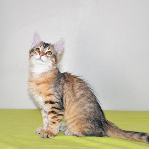 Siberian kitten for sale Kingston