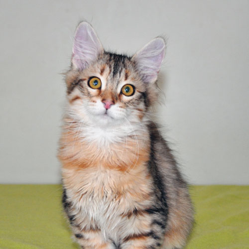 Siberian kitten for sale Manitoba