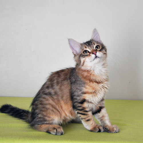Siberian kitten for sale New york