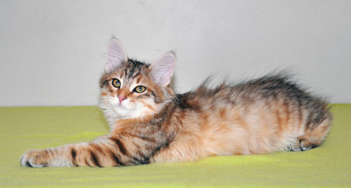 Siberian kitten for sale Ottawa